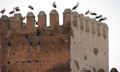 Zdjecie MAROKO / MARAKECH / minaret / nasze bociany....