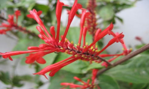 Zdjęcie MAROKO / - / Agadir / flora Maroka