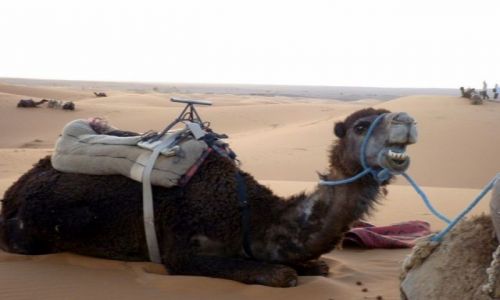 Zdjecie MAROKO / poudniowo-wschodni kraniec Tafilant / okolice Erfoud - Sahara / Troch wyleniay ale zadowolony.