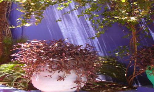 Zdjęcie MAROKO / brak / Marrakech / Jardin Majorelle