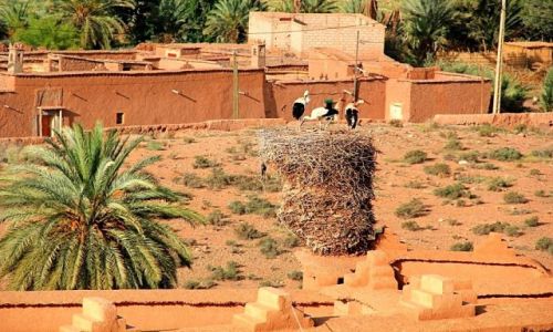 Zdjecie MAROKO / - / OUARZAZATE / Marokaskie czy nasze?