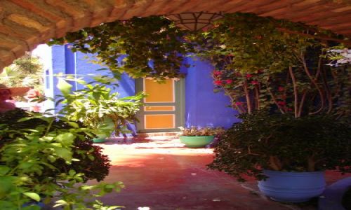 Zdjęcie MAROKO / brak / Marrakech / Jardin Majorelle
