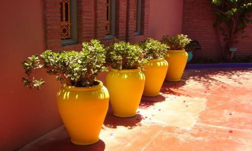 Zdjęcie MAROKO / brak / Marrakech / Jardin Majorelle