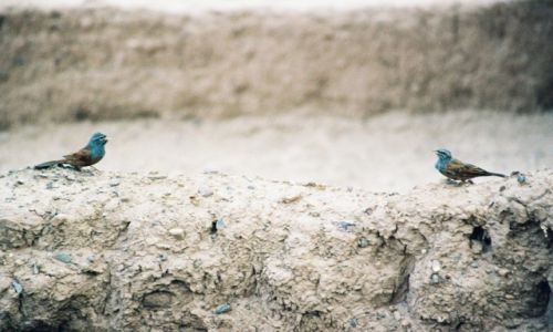 Zdjęcie MAROKO / - / Tamnougalt / Kasbah