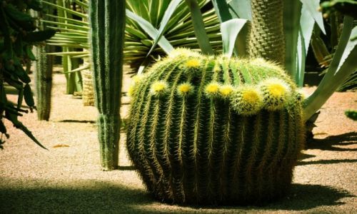 Zdjecie MAROKO / Marrakesz / Majorelle Garden / Ogrody Majorelle