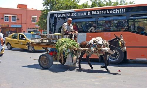 Zdjecie MAROKO / - / Marakesz / Tam wrócę,,
