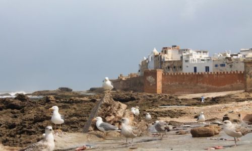 Zdjcie MAROKO / Essauira / stare miasto / Essauira