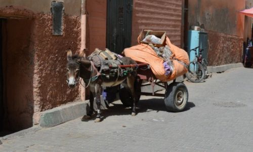 Zdjecie MAROKO / Ouarzazate / Ouarzazate / osiolek
