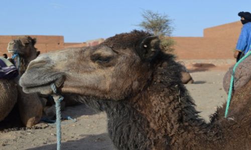 Zdjcie MAROKO / Zagora / Zagora / Wielblad