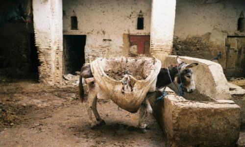 Zdjecie MAROKO / Fez / medina / przysta beduinw