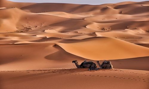 Zdjecie MAROKO / Poudnie / Erg Chebbi / Odpoczynek