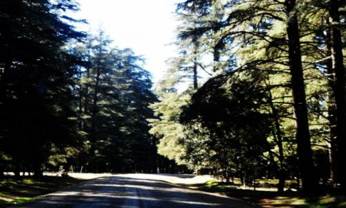 Zdjęcie MAROKO / wszedzie / wszedzie / samochodem w cedry