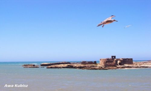 Zdjcie MAROKO / Poudnie / Essaouira / Essaouira - Wyspy Purpurowe
