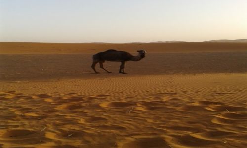 Zdjęcie MAROKO / erg chebbi / erg chebbi / NA PUSTYNII..........