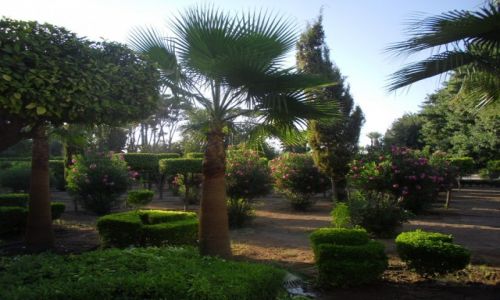 Zdjęcie MAROKO / MARRAKESZ / MARRAKESZ / W OGRODACH MARRAKESZ