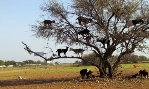 Zdjecie MAROKO / Agadir / Okolice Agadir / Kozy na drzewie arganowym