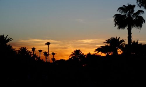 Zdjecie MAROKO / Marrakesz / Park przy Meczecie Kotubijja  / Marrakesz o zachodzie