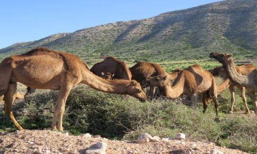 Zdjecie MAROKO / Taghazout / Taghazout / Tubylcy spotkani po drodze w Maroku