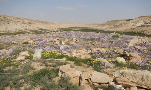 Zdjcie MAROKO / Sahara zachodnia / Akhfenir/Tantan/Guelmin / Kwitnca pustynia 