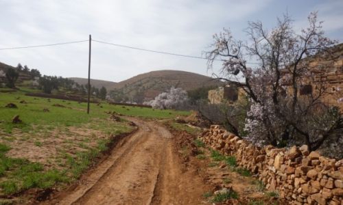 Zdjecie MAROKO / Antyatlas / Trafaout / Kwitnce migdaowce