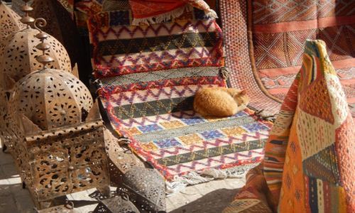 Zdjecie MAROKO / - / Essaouira / Dywanowce (Essaouira)