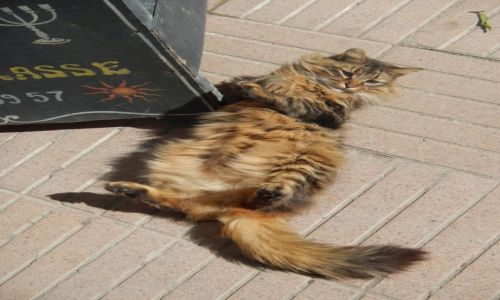 Zdjecie MAROKO / - / Essaouira / Marokaski kudacz :)