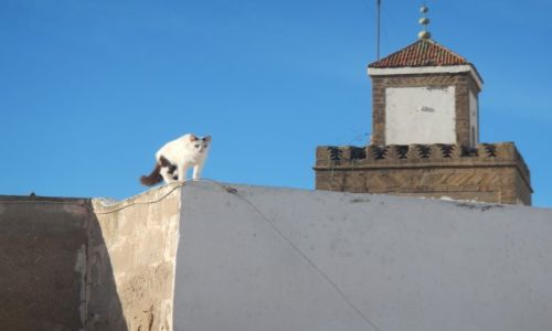 Zdjecie MAROKO / - / Essaouira / Jak na dachowca przystao :)