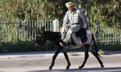 Zdjcie MAROKO / Zachodnie Maroko / Essaouira / Wio osioku !