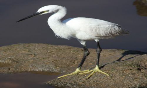 Zdjcie MAROKO / Zachodnie Maroko / Essaouira / Na polowaniu