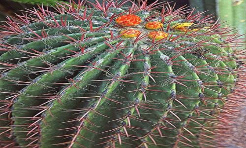 Zdjecie MAROKO / Marrakesz / Ogrd Majorelle / Kaktusik