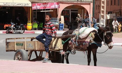 Zdjęcie MAROKO / Atlas Wysoki / Taroudant / Życie ulicy