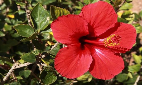 Zdjęcie MAROKO / Atlas Wysoki / Taroudant / Kwiat hibiskusa