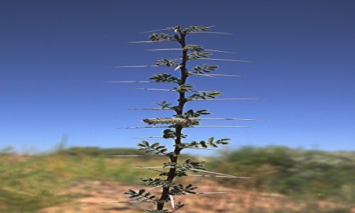 Zdjęcie MAROKO / Antyatlas / Alnif / Gałązka