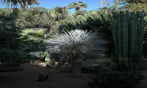 Zdjecie MAROKO / Marrakesz / Ogrd Majorelle / Ziele