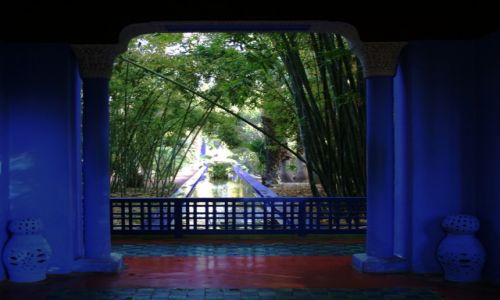 Zdjecie MAROKO / Marrakesz / Ogrd Majorelle / Bambusowy zagajnik w bkitnej oprawie