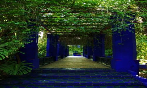 Zdjecie MAROKO / Marrakesz / Ogrd Majorelle / Pergola