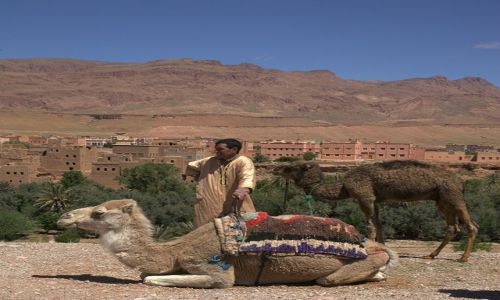 Zdjęcie MAROKO / Ouarzazate / Tinghir / Mama wielbłądzica z dzieckiem i ich pan