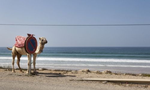 Zdjcie MAROKO / Taghazout / Taghazout / African Road Trip - wielbdy