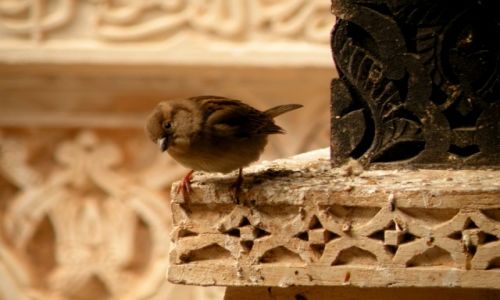Zdjęcie MAROKO / zachonie Maroko / Rabat / Wróbelek w szkole koranicznej