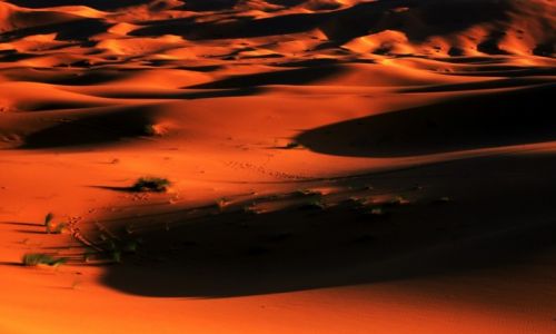 Zdjcie MAROKO / Tafilalet / Erg Chebbi / Sahara
