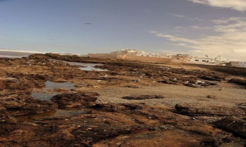 Zdjecie MAROKO / ESSAOURIA / ESSAOURIA / ESSAOURIA