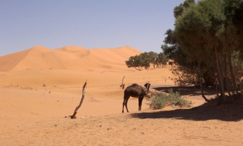 Zdjcie MAROKO / Sahara / Erg Chebbi / Sahara