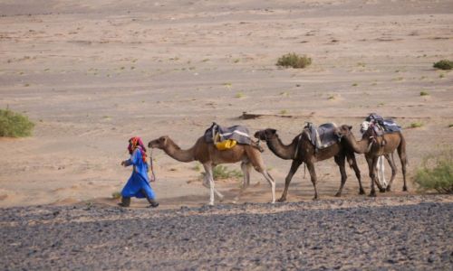 Zdjęcie MAROKO / Erg Chebbi / na pustyni / Karawana