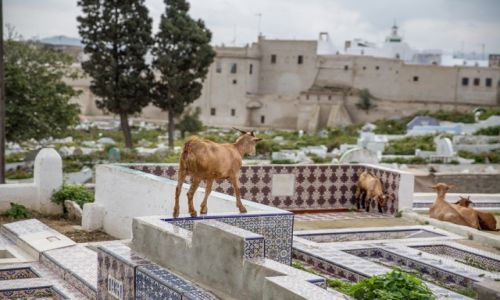 Zdjcie MAROKO / Tanger-Tetuan / Tetuan / Kozy cmentarne