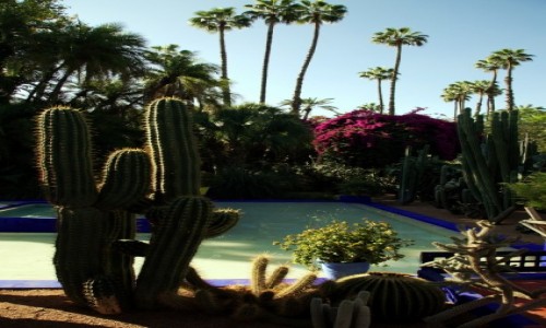 Zdjcie MAROKO / Marrakesz  / Ogrd Majorelle  / Miejska oaza