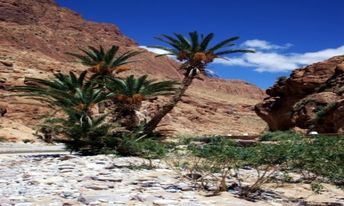 Zdjęcie MAROKO / Ouarzazate / Teneghir  / Nad rzeką Todra