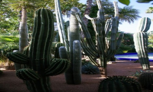 Zdjecie MAROKO / Tansift Al Hauz / Marrakesz  /  Ogrd Majorelle 