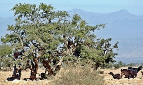 Zdjcie MAROKO / Atlas / okolice Taroudant / Kozy na drzewie arganowym