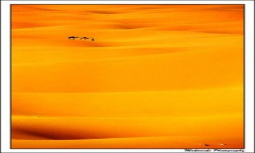Zdjecie MAROKO / Poudnie / Merzouga - Erg Chebii / Camel Trek