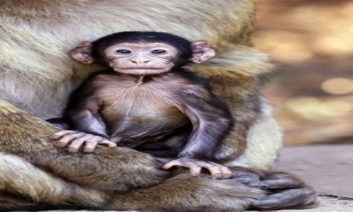 Zdjecie MAROKO / Azrou / Cèdre Gouraud Forest / Monkey